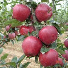 ASES 3 Yaş,tüplü,aşılı Starking Elma Fidanı Boy 140-150 cm