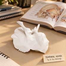Ankara 3D Temporal Kemik (Os Temporale) Anatomik Model - Tıp & Diş Hekimliği Yüz Anatomi Kemiği Eğitim Maketi