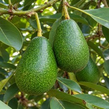 Bahcemden Online Avokado 4 Adet (250 gr Üstü)