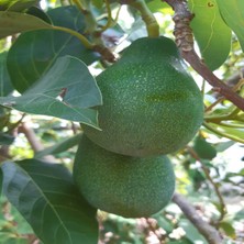 Bahcemden Online Avokado 8 Adet (250 gr Üstü)