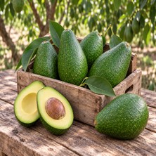 Bahcemden Online Avokado 12 Adet (250 gr Üstü)