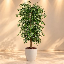 Erhan Flowers 180 cm Beyaz Plastik Saksıda Benjamin Ağaç