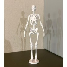 Insan Iskelet Kemiği Anatomisi Maketi Tıp ve Eğitim Için 3D Baskı Masaüstü Dekoratif Model