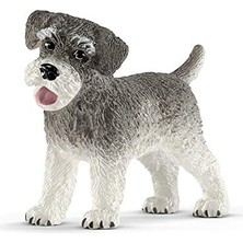 Ceylan Adam Farm World-Minyatür Schnauzer