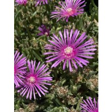 Ceylan Adam Nerdy Sketch Book - 825”X11” (Lampranthus Spectabilis Hard Cover): Flower Description: Mesembryanthemum (Meaning “midday Flowering”) Is A ... Plants Indigenous To Southern Africa.; 300 Pages