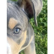 Ceylan Adam Daily Günlük With Dog Cover