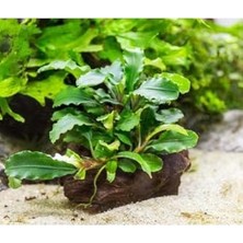 Ceylan Adam Bucephalandra Green Way Canlı Bitki, Saksılı
