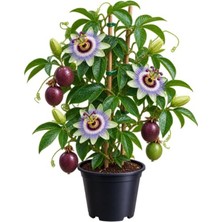 Şanal Saksılı Pasiflora Fidanı, Bahçeniz Için Şık Bir Seçenek