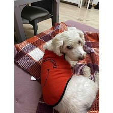 Şanal Yeni Sezon Köpek ve Kedi Kıyafeti - Kırmızı Beni Siz Delirttiniz Xl Beden