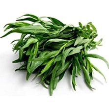 Şanal 50 Adet Tarhun Tohumu (Artemisia Dracunculus L.)