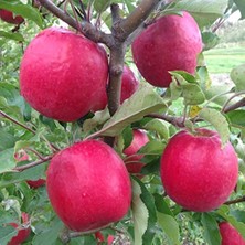 Şanal Tüplü Aşılı Yarıbodur Aromatik Kokulu Pink Lady Elma Fidanı