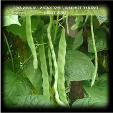 Şanal Ayşe Kadın Fasülye Tohumu 250 Gr. (650+ Adet) Alman Ayşe Fasulye Tohumu Sırık Fasulye Tohumu