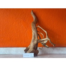 Hobihanem Yati Kökü (NO:336) [25X10X40H]