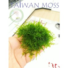 Hobihanem Moss (Taiwan)