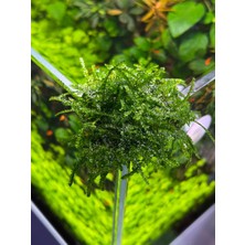 Hobihanem Moss (Weeping)