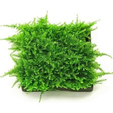 Hobihanem Moss (Chrismas)