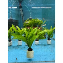 Hobihanem Java Fern (Microsorum Pteropus Narrow) [L120]