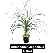 Hobihanem Ophiopogon Japonicus No:63