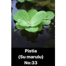 Hobihanem Su Marulu (Pistia) No:33 (Su Üstü Bitkisi)