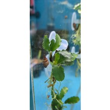 Hobihanem Bucephalandra Green