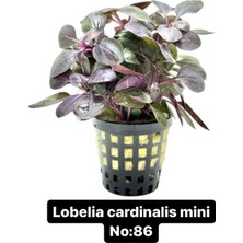 Hobihanem Lobelia Cardinalis Mini No:86