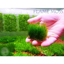 Hobihanem Moss (Flame)