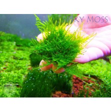 Hobihanem Moss (Spiky)