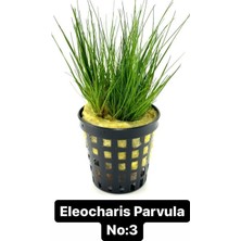 Hobihanem Eleocharis Parvula No:3