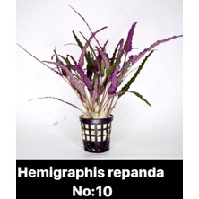 Hobihanem Hemigraphis Repanda No:10
