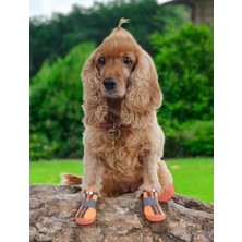 Die Grup Kaydırmaz Kauçuk Tabanlı Köpek Ayakkabısı, Reflektörlü ve Fermuarlı