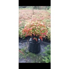 Usta Peyzaj  35 /40 cm Nandina
