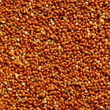 Aslımlar Kırmızı Darı 10 kg Kuş Yemi Doğal İçerik ile Besleyici ve Lezzetli