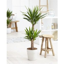 Mythriva Yucca Çiçeği, Iç Mekan Bitkisi 80-100 cm Boyunda Iki Adet