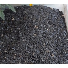 By Tuna Kuruyemiş Papağan Siyah Çekirdek Yemi Kuş Yemi 1 kg