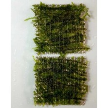 Vesicularia Reticulata " Erect Moss " Yeni Sarım 5X5CM (1 Adet)