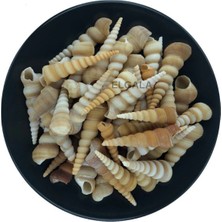Deniz Kabuğu Midye Kabuğu 100 Gram Turitella