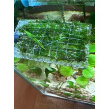 🌿 Moss Sarma Teli 5*5 Cm| Bitki Sabitleme Teli | Java Moss & Bitki Bağlama Teli 🌿 10 Adet