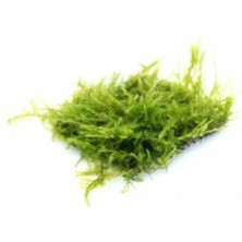 Java Moss 5x5 cm Zemin ve Dekor Süsleme Bitkisi.