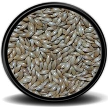 Sade Kanarya Yemi (Aspur) 1 kg