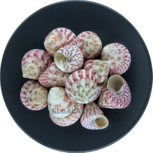 Deniz Kabuğu Midye Kabuğu 100 Gram Troca Strawberry