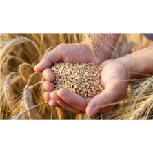 Yemlik Buğday Tavuk Güvercin Kanatlı Yemi 3 kg