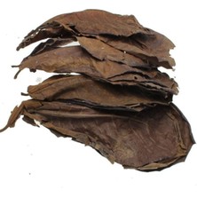 Catappa Yaprağı