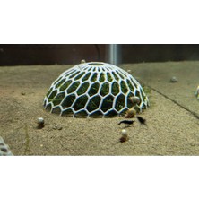 (2 Adet) Moss Dome – Yosun & Bitki Koruma Kubbesi