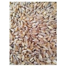 Yemlik Buğday 5 kg Tavuk, Güvercin, Hindi Kanatlı Yemi