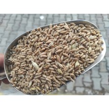Yemlik Buğday 1 kg ( Tavuk , Güvercin Kanatlı Yemi)