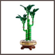 Bezos Botanicals Şans Bambusu 10344 ECO123
