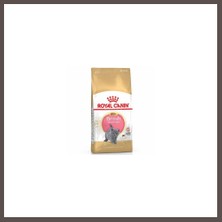 Bezos British Shorthair Kitten Yavru Kedi Maması 2 kg ECO123