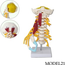 Servikal (Boyun) Omurga Eğitim Maketi (Kas ve Sinir Modeli) Model 21