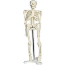 Tam Iskelet Maketi 45 cm Model 32