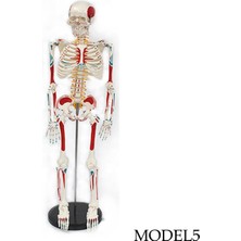 Temel Insan Iskelet Modeli 85 cm (Tüm Vücut) Model 5